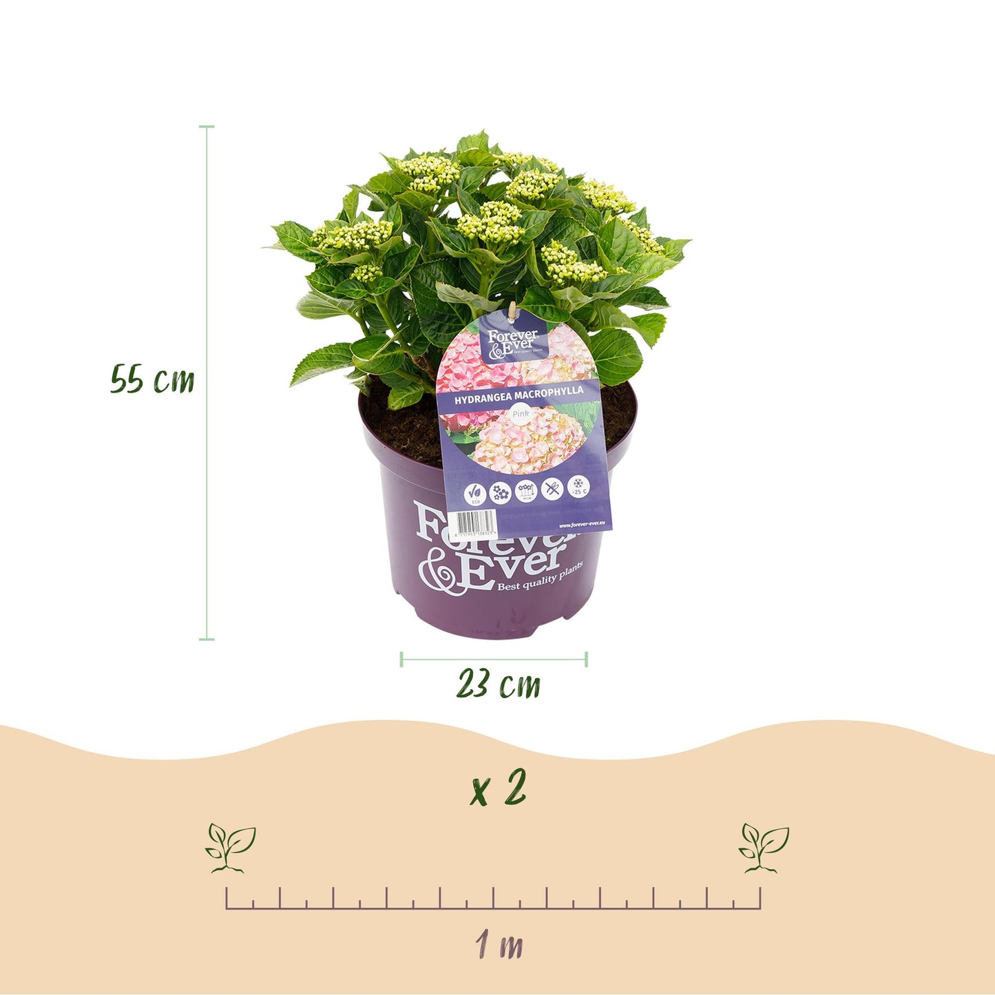 Green boutiQ - Patio plant - Hydrangea - Hydrangea Forever &amp; Ever - Pink - 7-12 Flowers - Pot 23cm Height 55cm