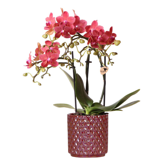 Hummingbird Orchids | red phalaenopsis orchid Congo + Diamond Pearl Pot red - pot size Ø9cm | flowering houseplant - fresh from the grower