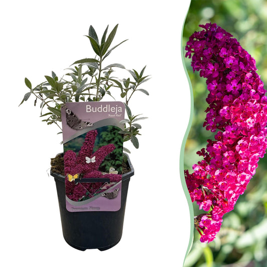 Butterfly bush - Buddleja davidii Royal Red