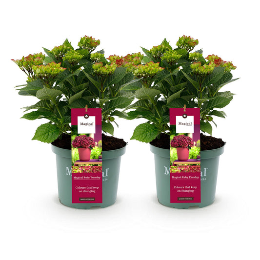 Green boutiQ - Terrace plant - Hydrangea - Hydrangea Magical Teusday &amp; Saphire - Red - 6-10 Flowers - 2 Plants - Pot 23cm Height 55cm
