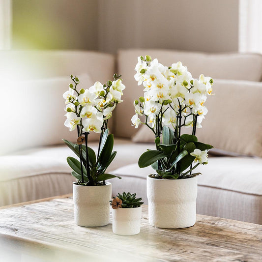 Kolibri Orchids | white phalaenopsis orchid, pot size Ø9cm | Lausanne | flowering houseplant - fresh from the grower