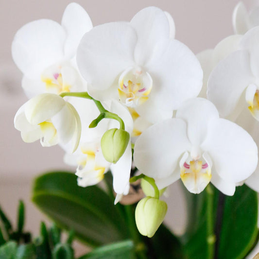 Hummingbird Orchids | COMBI DEAL of 4 white Phalaenopsis orchids - Amabilis - pot size Ø9cm | flowering houseplant - fresh from the grower