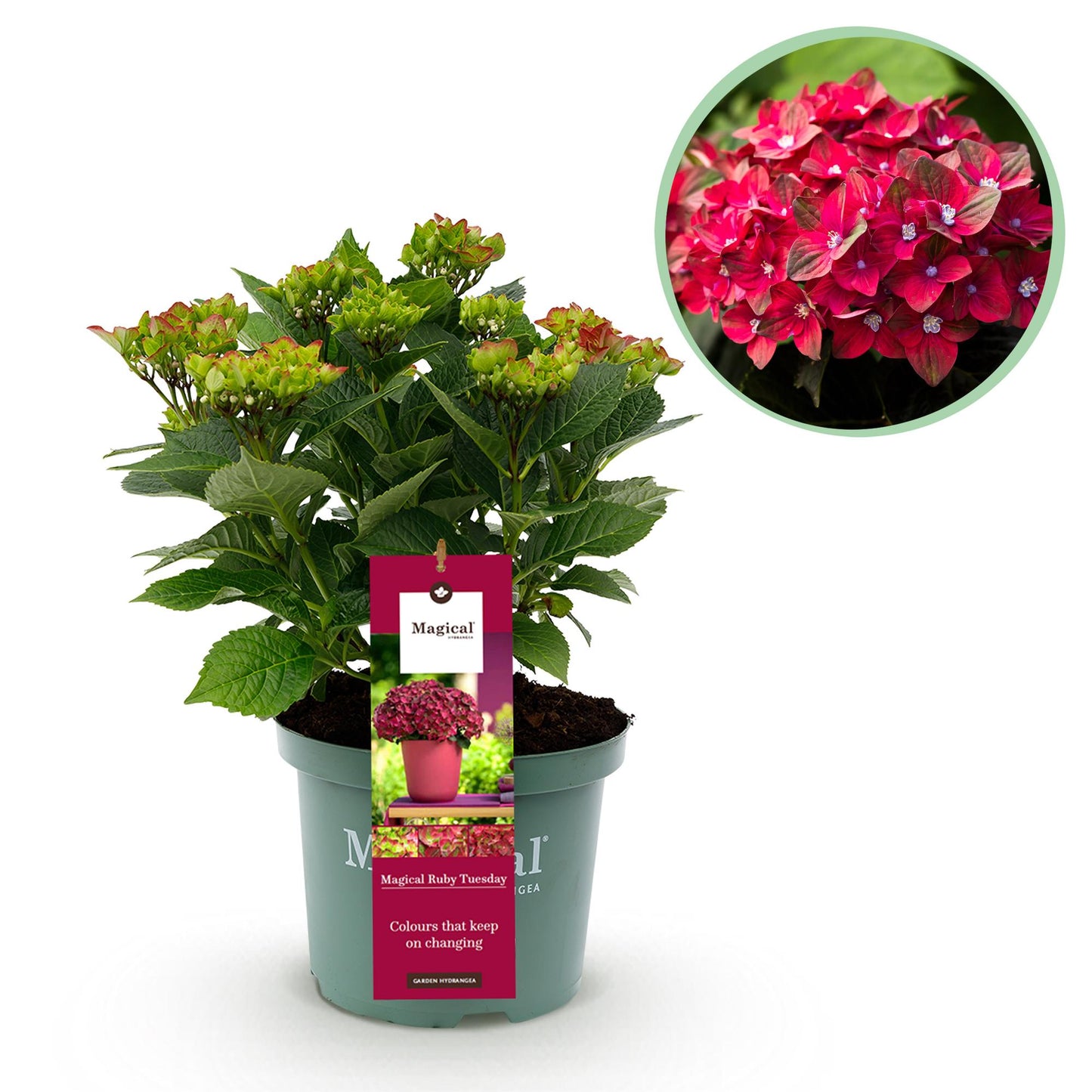 Green boutiQ - Terrace plant - Hydrangea - Hydrangea Magical Teusday &amp; Saphire - Red - 6-10 Flowers - Pot 23cm Height 55cm