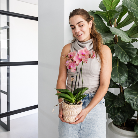 Kolibri Orchids I COMBI DEAL of 2 Phalaenopsis orchids - Pirate Picotee - pot size Ø12cm | flowering houseplant - fresh from the grower