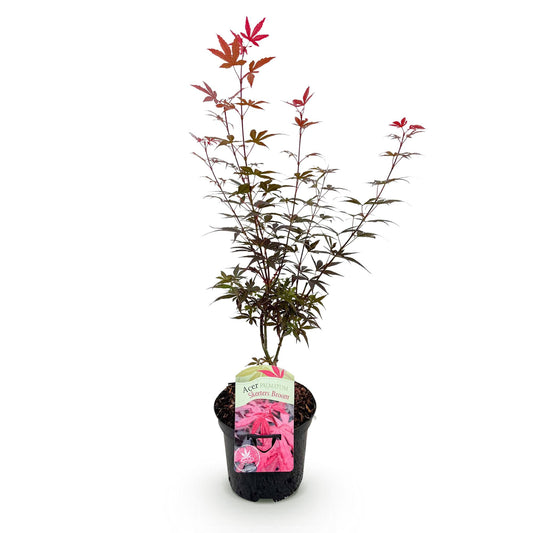 Green boutiQ - Patio plant - Japanese Maple - Acer palmatum Skeetsers Broom - Purple - 1 Plant - Deciduous - Pot 19cm Height 70cm