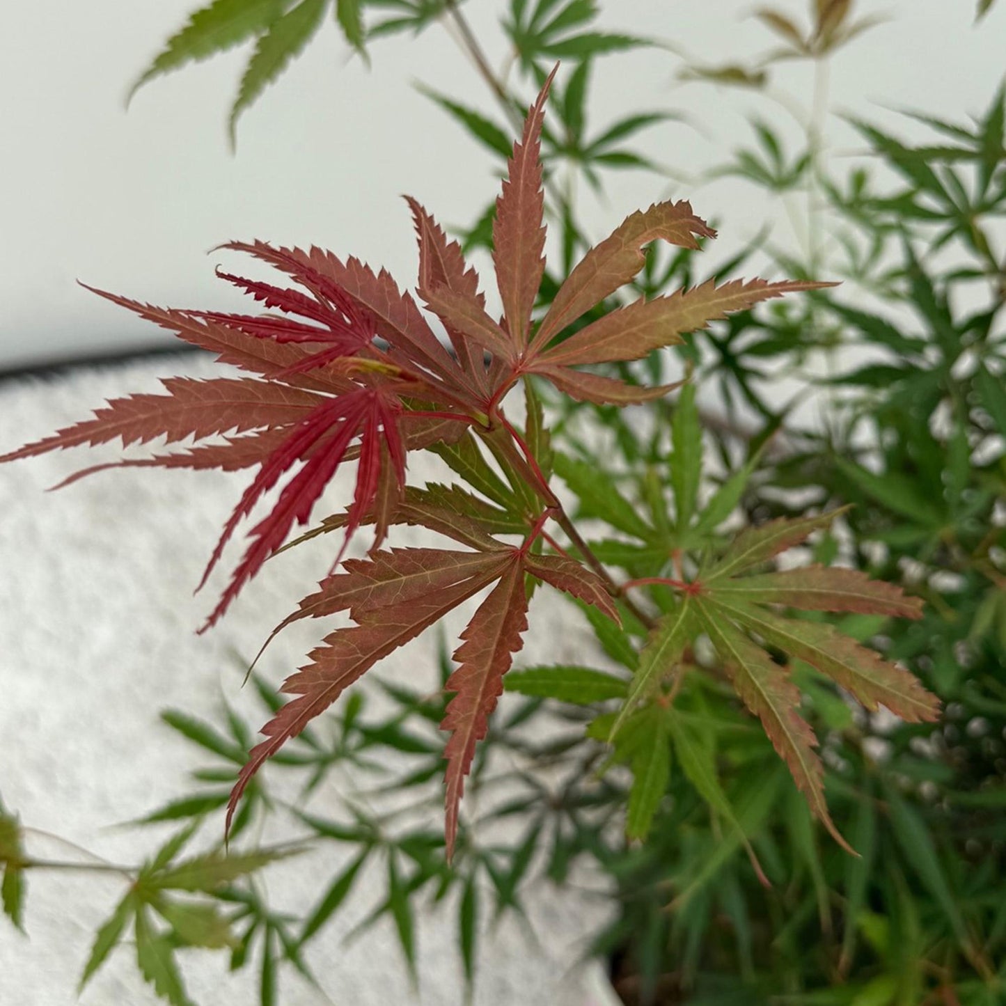 Green boutiQ - Terrasplant - Japanse Esdoorn - Acer palmatum Jerre Swarts - Donker Rood - 1 Plant - Bladverliezend -  Pot 19cm Hoogte 70cm