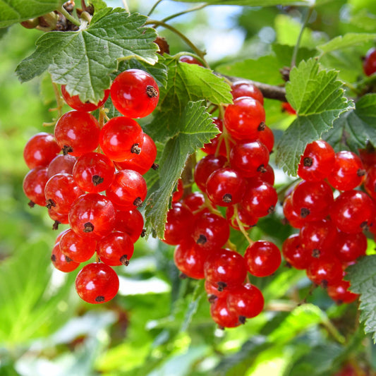 Green boutiQ - Fruitplant - Aalbes - Ribes rubrum Jonkheer van Tets - Rode Bes - 2 planten -  Pot 11cm Hoogte 40cm