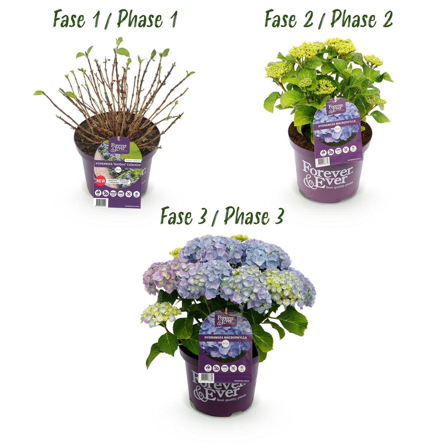 Green boutiQ - Patio plant - Hydrangea - Hydrangea Forever &amp; Ever - Blue - 7-12 Flowers - Pot 23cm Height 55cm
