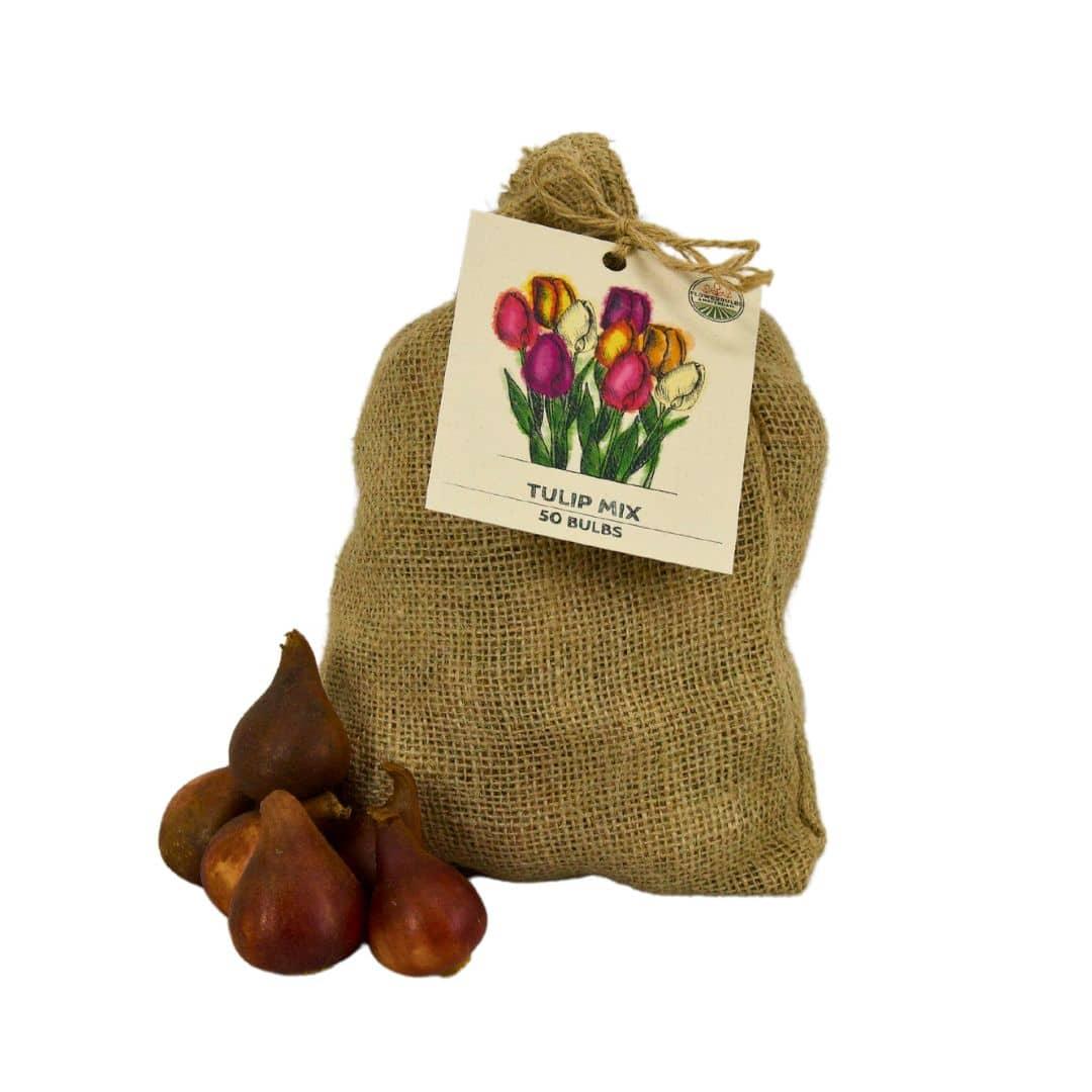 Flowerbulbs Amsterdam - Medium Tulip Mix - Sustainable value bag, 50 flower bulbs for 1 m² of floral splendor - Size 12+ 