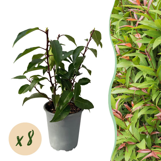 Green boutiQ - Hedge plants - Prunus lusitanica Angustifolia - leaf green - 8 plants - 1 linear meter - evergreen - pot 9cm height 30-35cm