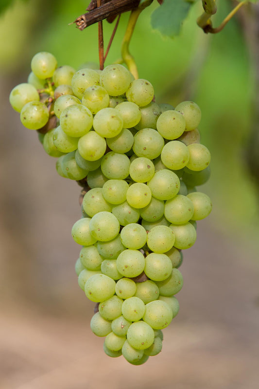 Vitis vinifera 'Johanniter' - White Grape - Ø13cm - ↕45cm