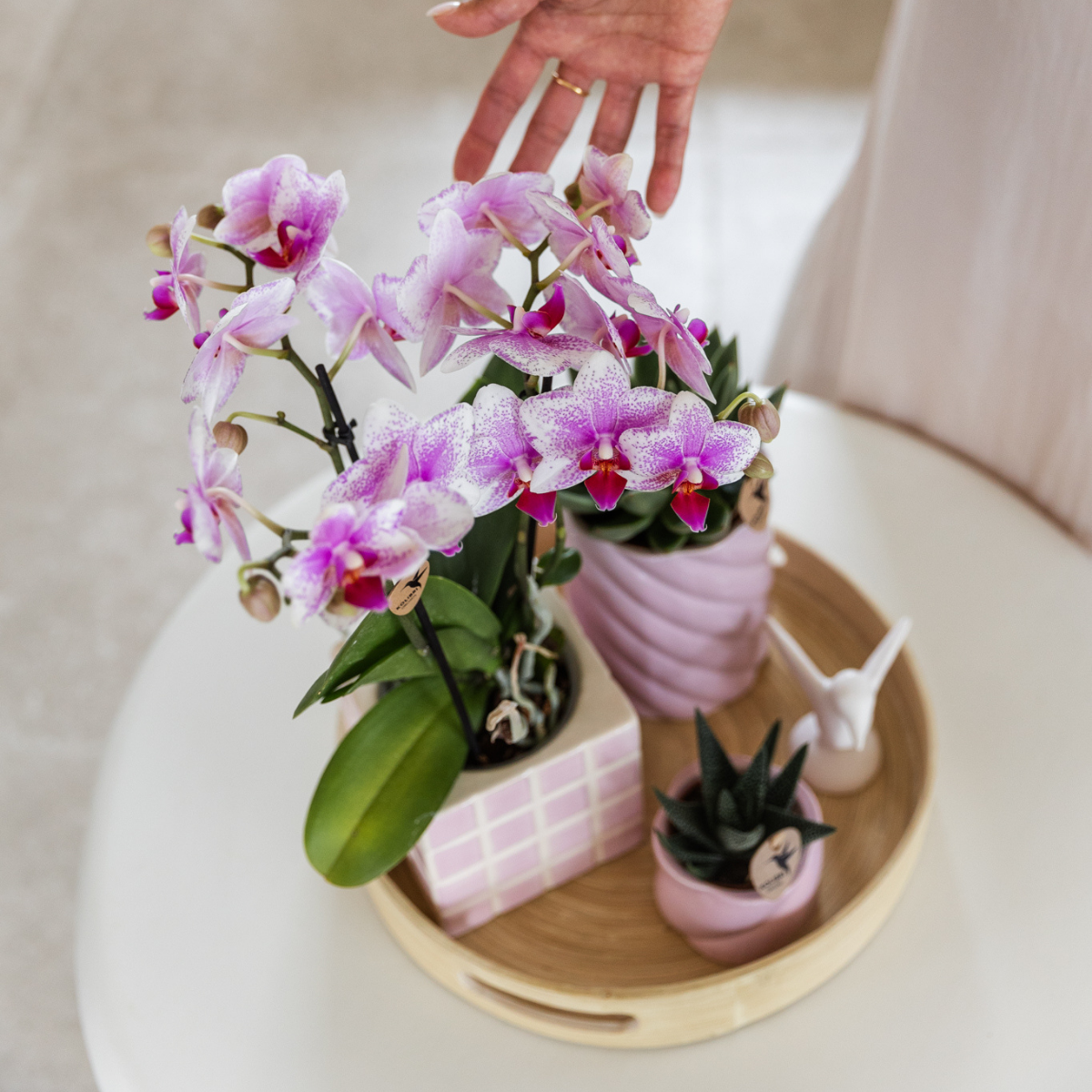 Roze Phalaenopsis orchidee potmaat Ø9cm | Rotterdam