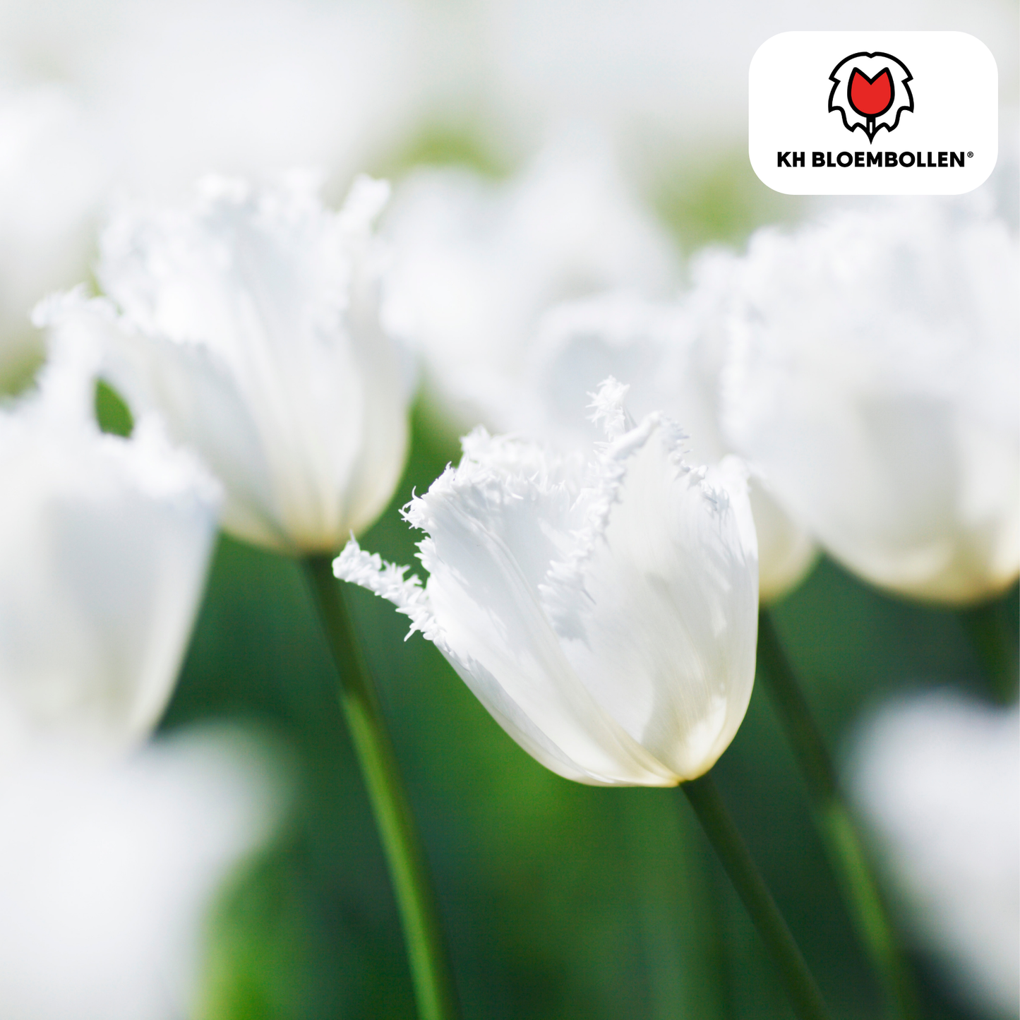 Honeymoon Tulip Bulbs – 20 Pieces