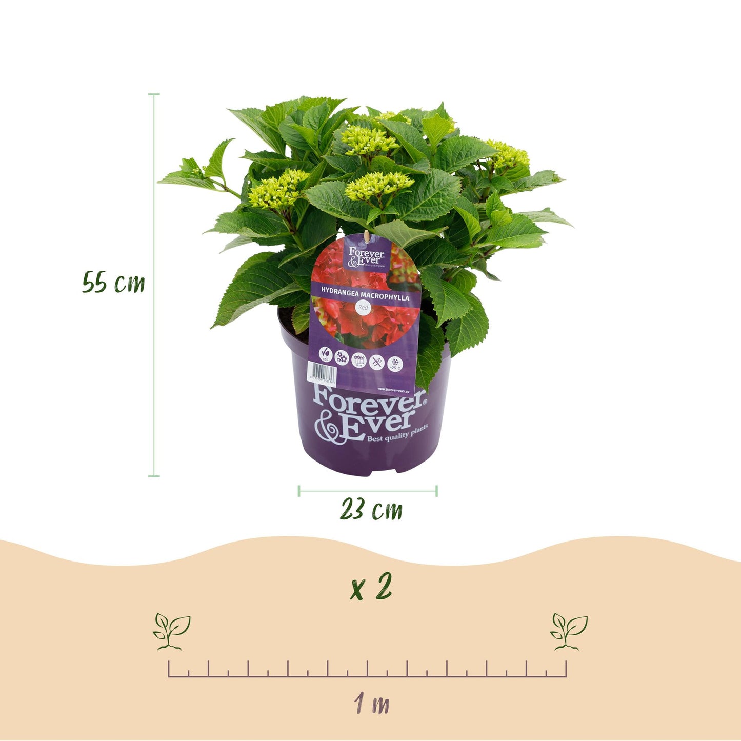 Green boutiQ - Patio plant - Hydrangea - Hydrangea Forever &amp; Ever - Red - 7-12 Flowers - Pot 23cm Height 55cm