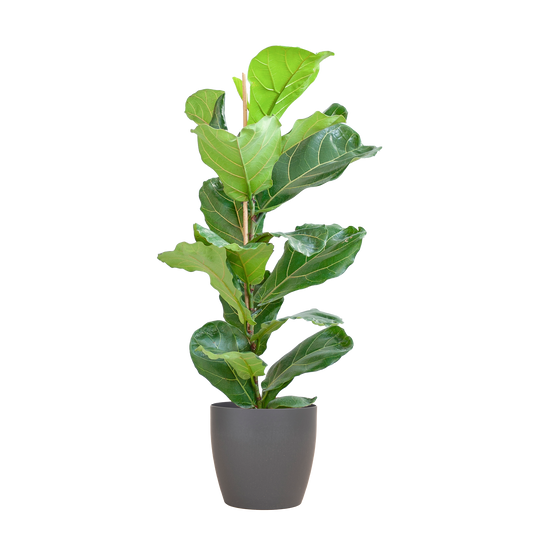 Ficus Lyrata with Viber pot gray - 80cm - Ø21