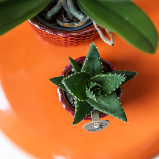 Hummingbird Home | Diamond pearl decorative pot - Red - Ø6cm