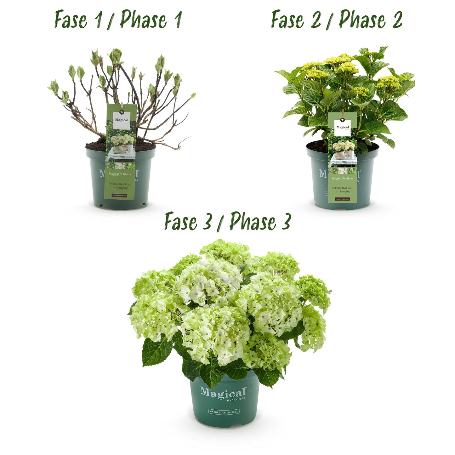 Green boutiQ - Terrace plant - Hydrangea - Hydrangea Magical Nobless - White - 6-10 Flowers - 2 Plants - Pot 23cm Height 55cm