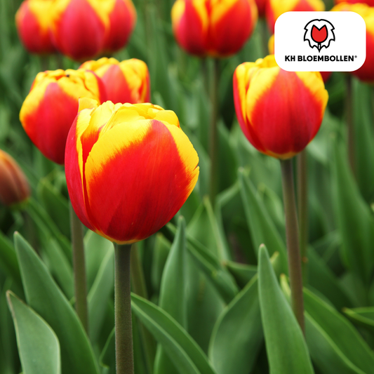 Tulpenbollen Dow Jones – 20 Stuks