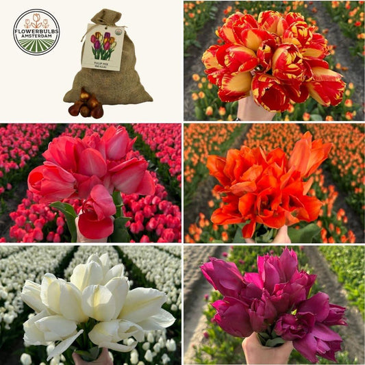 Flowerbulbs Amsterdam - Super Tulip Mix - Sustainable value bag, 100 flower bulbs for 2.5 m² of floral splendor - Size 12+