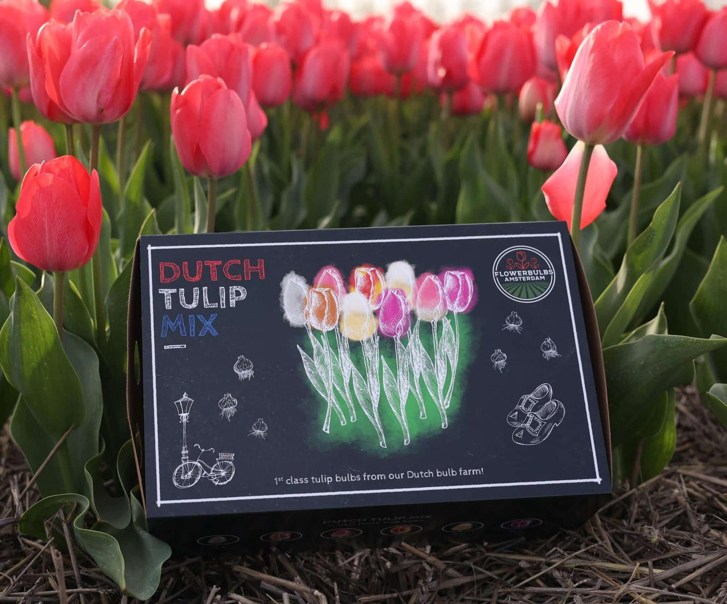 Flowerbulbs Amsterdam - Dutch Tulip Mix - Luxury large box, 90 flower bulbs for 2.5 m² of floral splendor - Size 12+