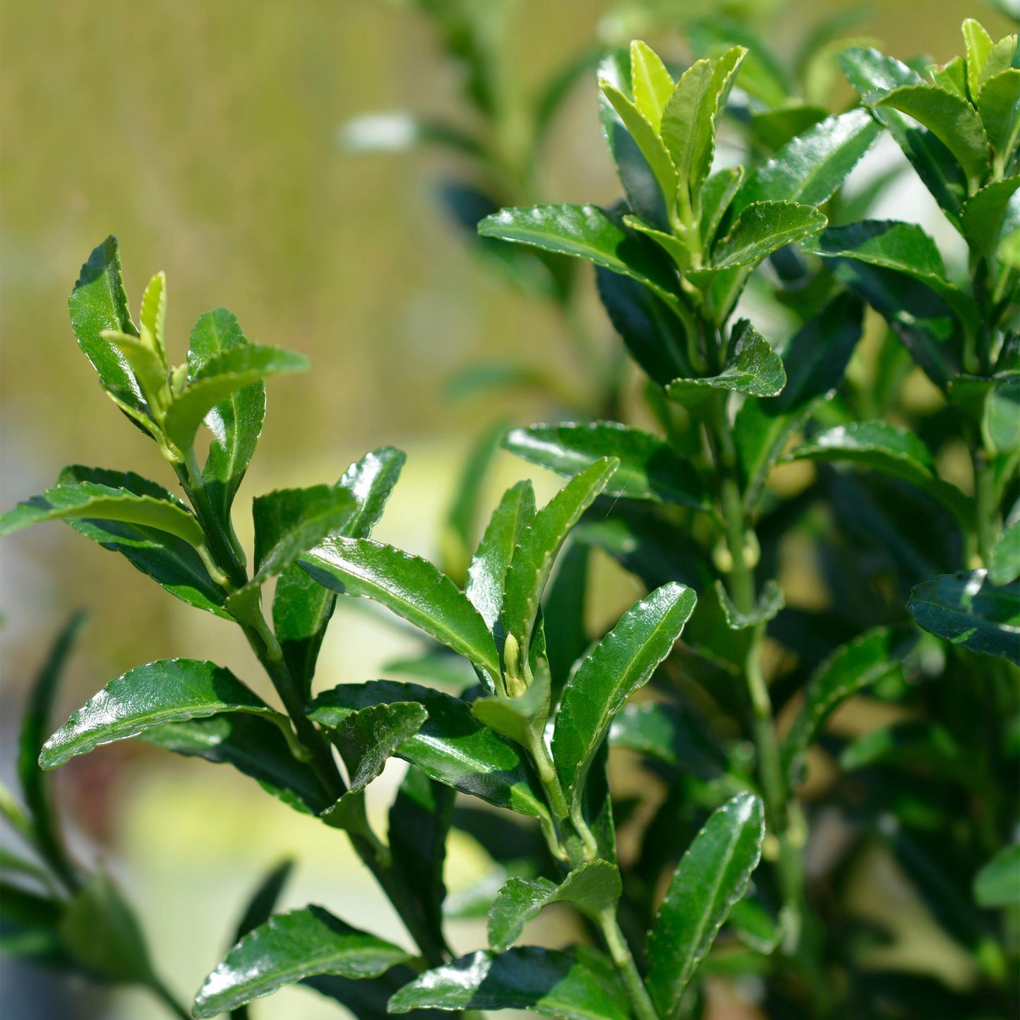 Hedge plants - Euonymus japonica Green Spire - leaf green - 8 plants - 1 linear meter - evergreen - pot 9cm height 20-25cm