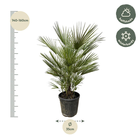Chamaerops Humilis - 150cm - ø30
