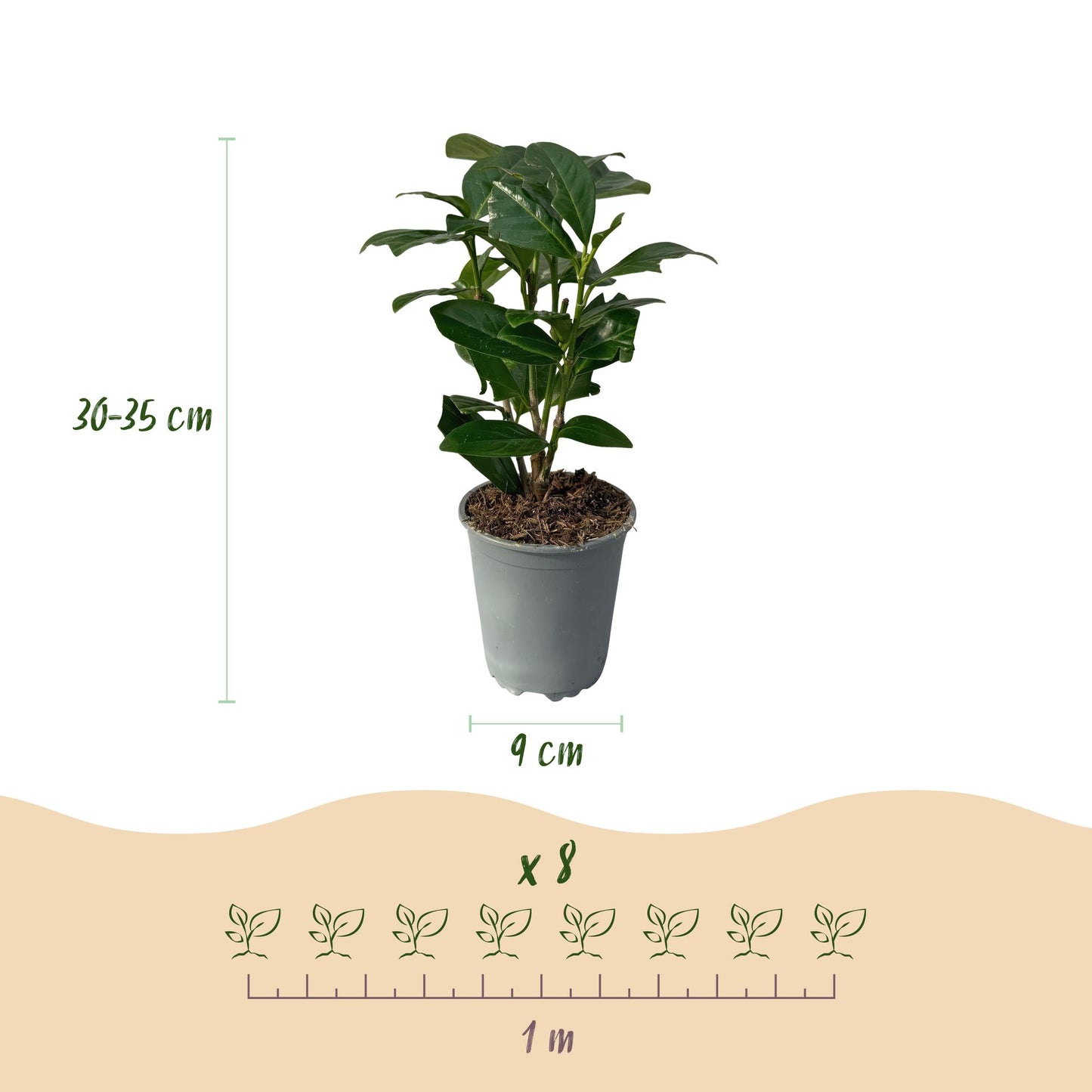 Green boutiQ - Hedge plants - Prunus laurocerasus Novita - leaf green - 8 plants - 1 linear meter - evergreen - pot 9cm height 30-35cm