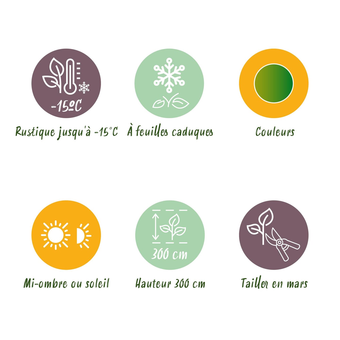 Green boutiQ - Terrasplant - Japanse Esdoorn - Acer palmatum Emerald Lace - Groen - 2 Planten - Bladverliezend - Pot 19cm Hoogte 70cm