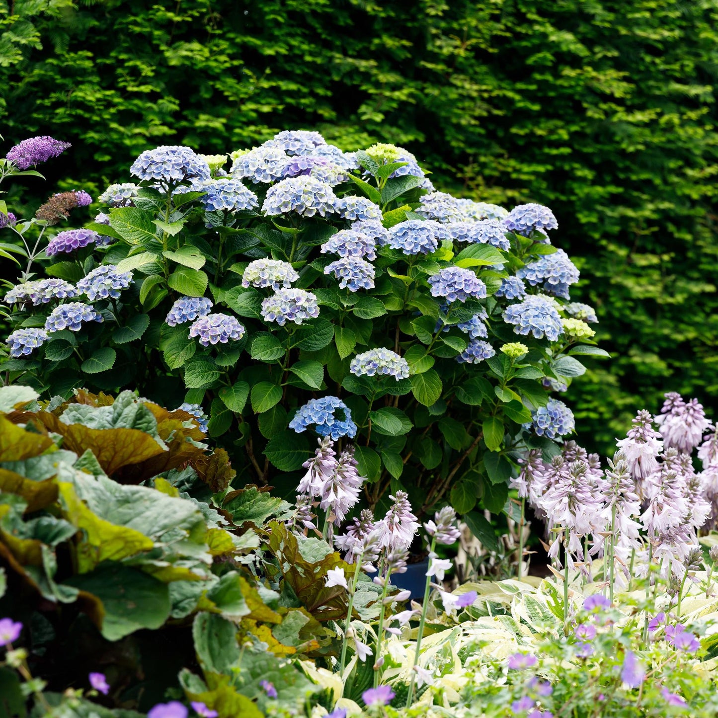 Green boutiQ - Terrace plant - Hydrangea - Hydrangea Magical Revolution Blue - Blue - 6-10 Flowers - 2 Plants - Pot 23cm Height 55cm