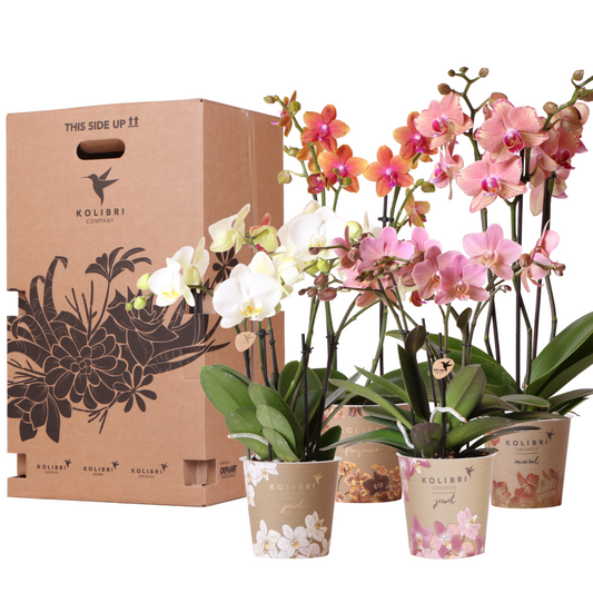 Surprise box mix - plant advantage box - surprise box with 4 different orchids ø12cm