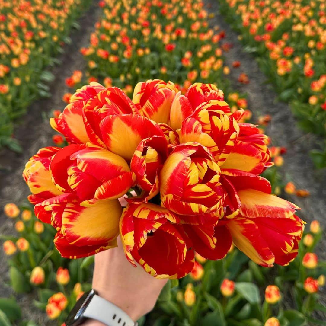 Flowerbulbs Amsterdam - Super Tulip Mix - Sustainable value bag, 100 flower bulbs for 2.5 m² of floral splendor - Size 12+