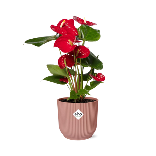 Anthurium Red 12cm in ELHO Vibes Fold 14cm pink