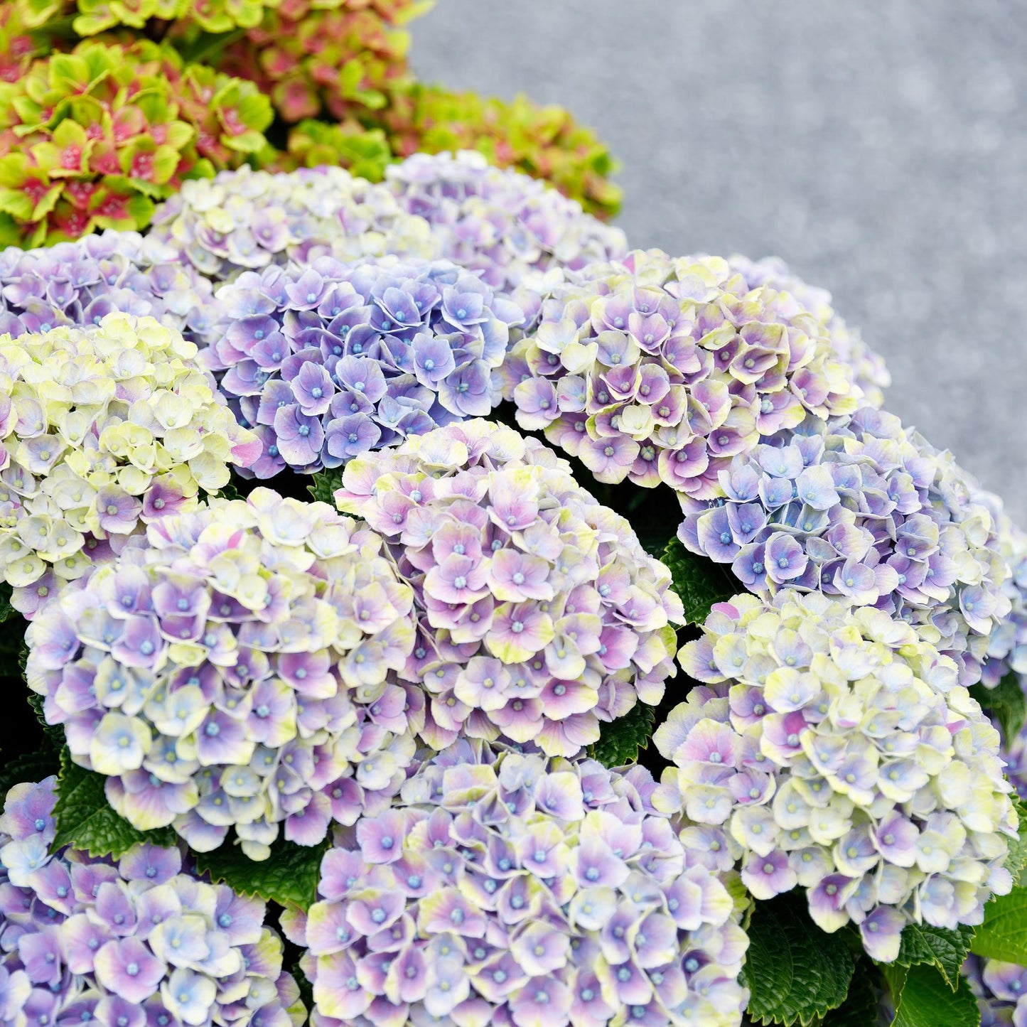 Green boutiQ - Terrace plant - Hydrangea - Hydrangea Magical Jewel Blue - Blue - 6-10 Flowers - Pot 23cm Height 55cm