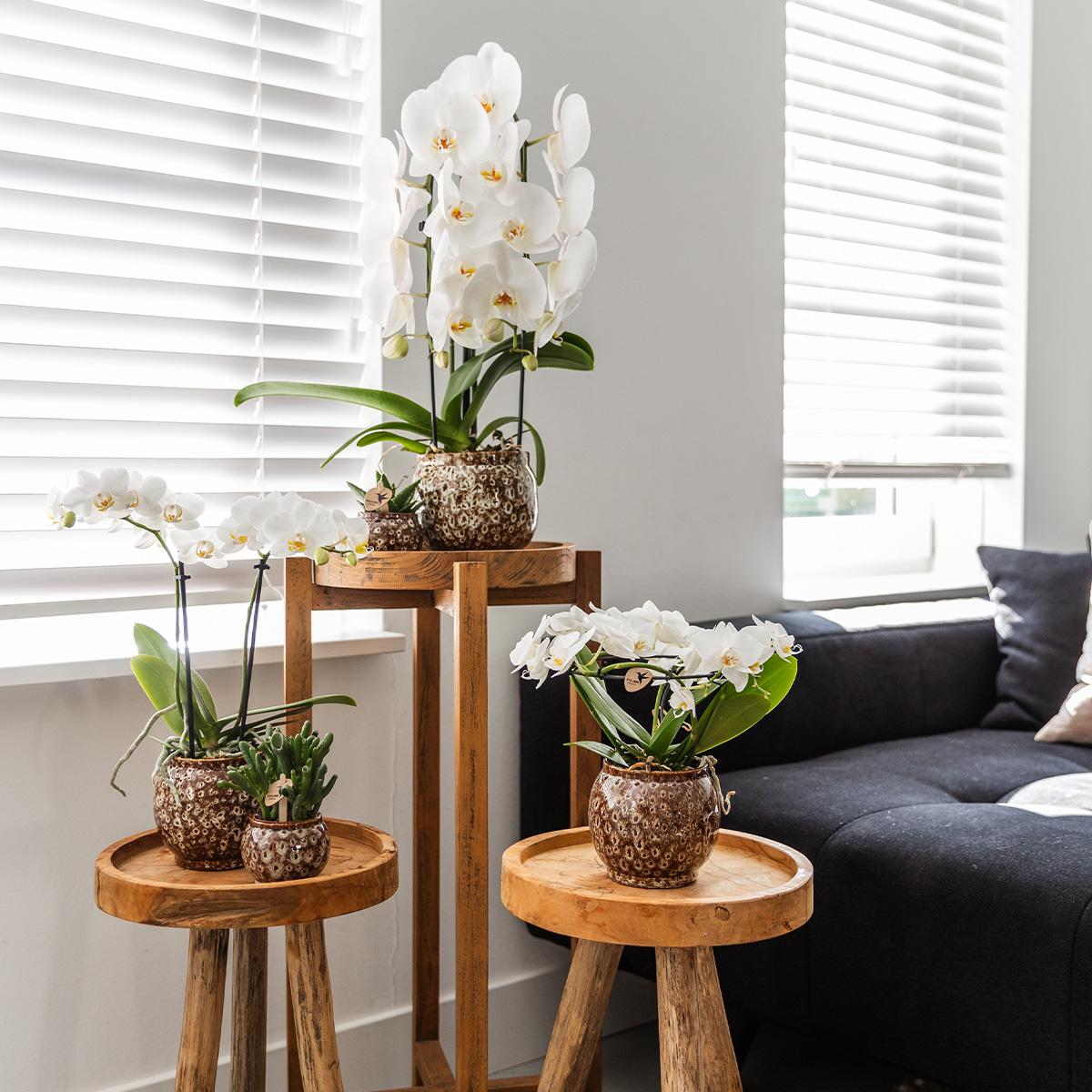 Kolibri Home | Combi deal - Safari pots