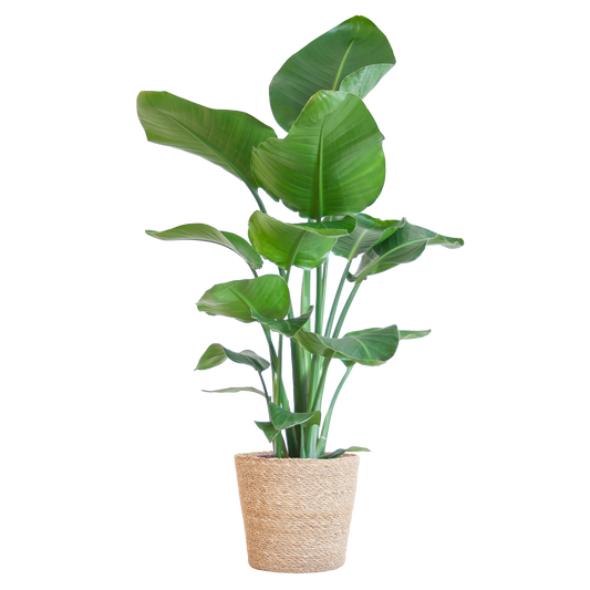 Strelitzia Nicolai with Sofia basket natural - 80cm - Ø21