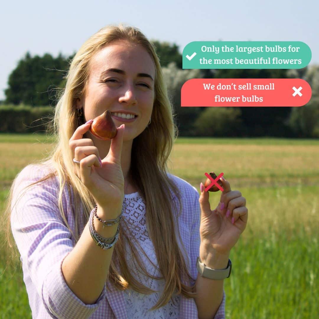 Flowerbulbs Amsterdam - Super Narcissus Mix - Sustainable value bag, 100 flower bulbs for 2.5 m² of floral splendor - Size 12/14