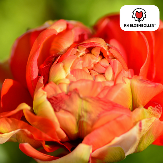 Tulpenzwiebeln Gudoshnik Double – 20 Stück