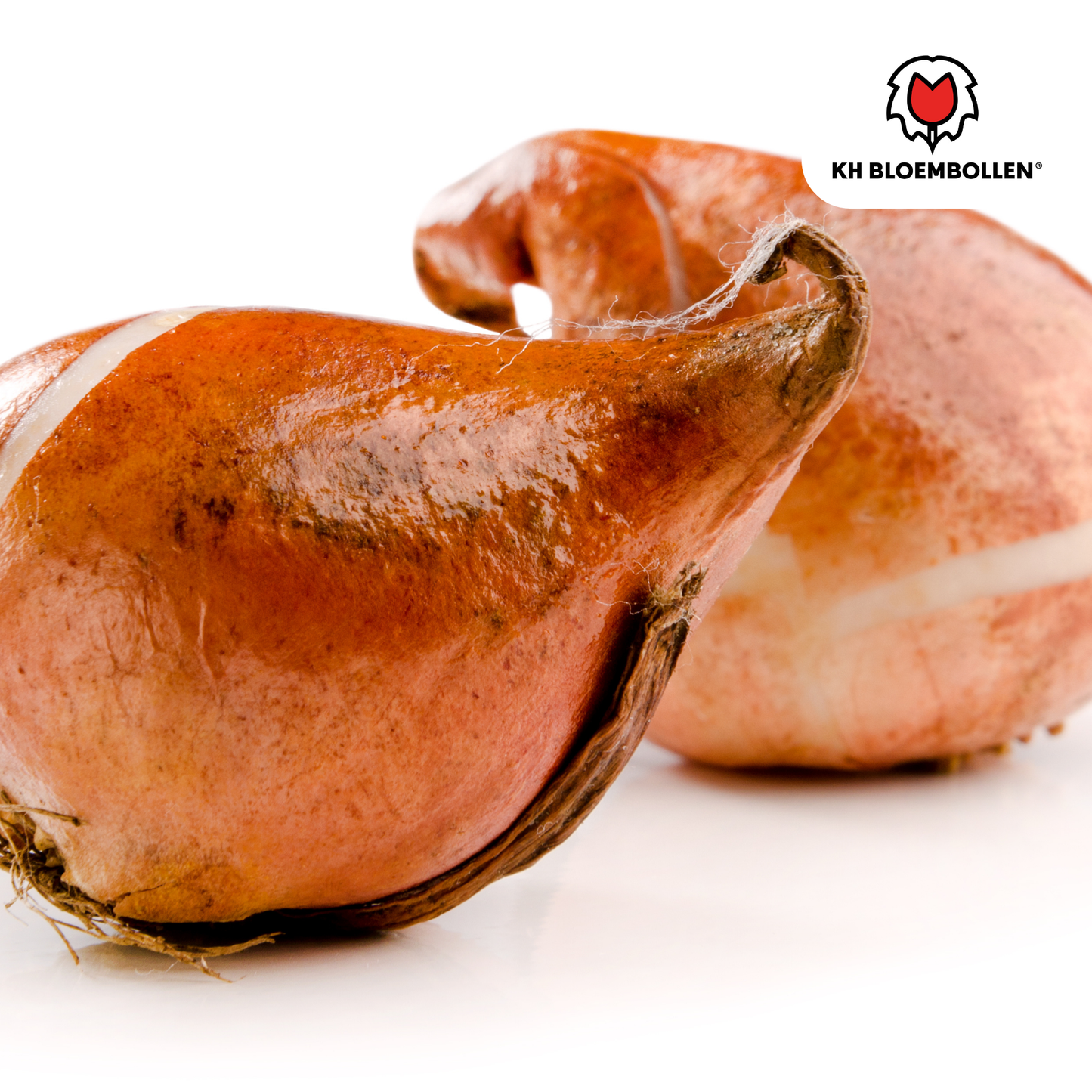 Honeymoon Tulip Bulbs – 20 Pieces