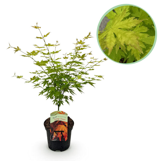Green boutiQ - Terrace plant - Japanese Maple - Acer palmatum Orange Dream - Orange - 1 Plant - Deciduous - Pot 19cm Height 70cm