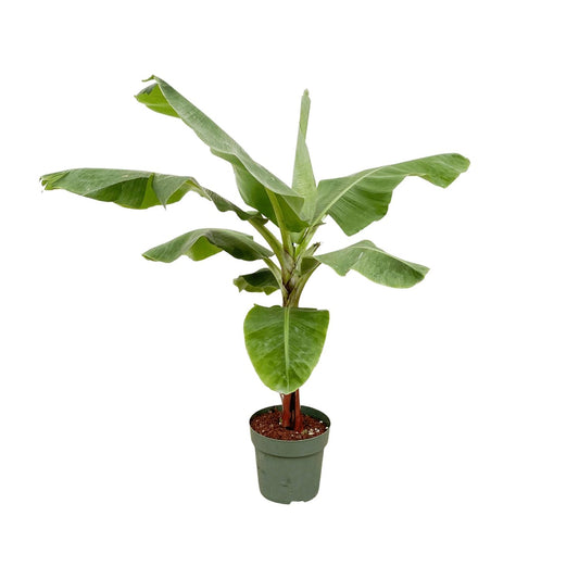 Banana plant (Musa) - 160cm - Ø30