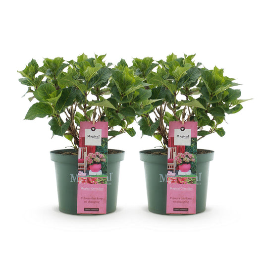 Green boutiQ - Terrace plant - Hydrangea - Hydrangea Magical Green Fire - Pink Green - 6-10 Flowers - 2 Plants - Pot 23cm Height 55cm