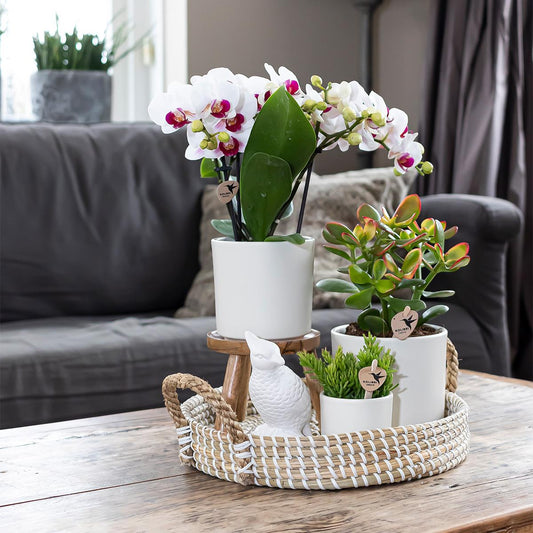 Kolibri Home | Simplicity flowerpot - Ceramic decorative pot - White - 9cm