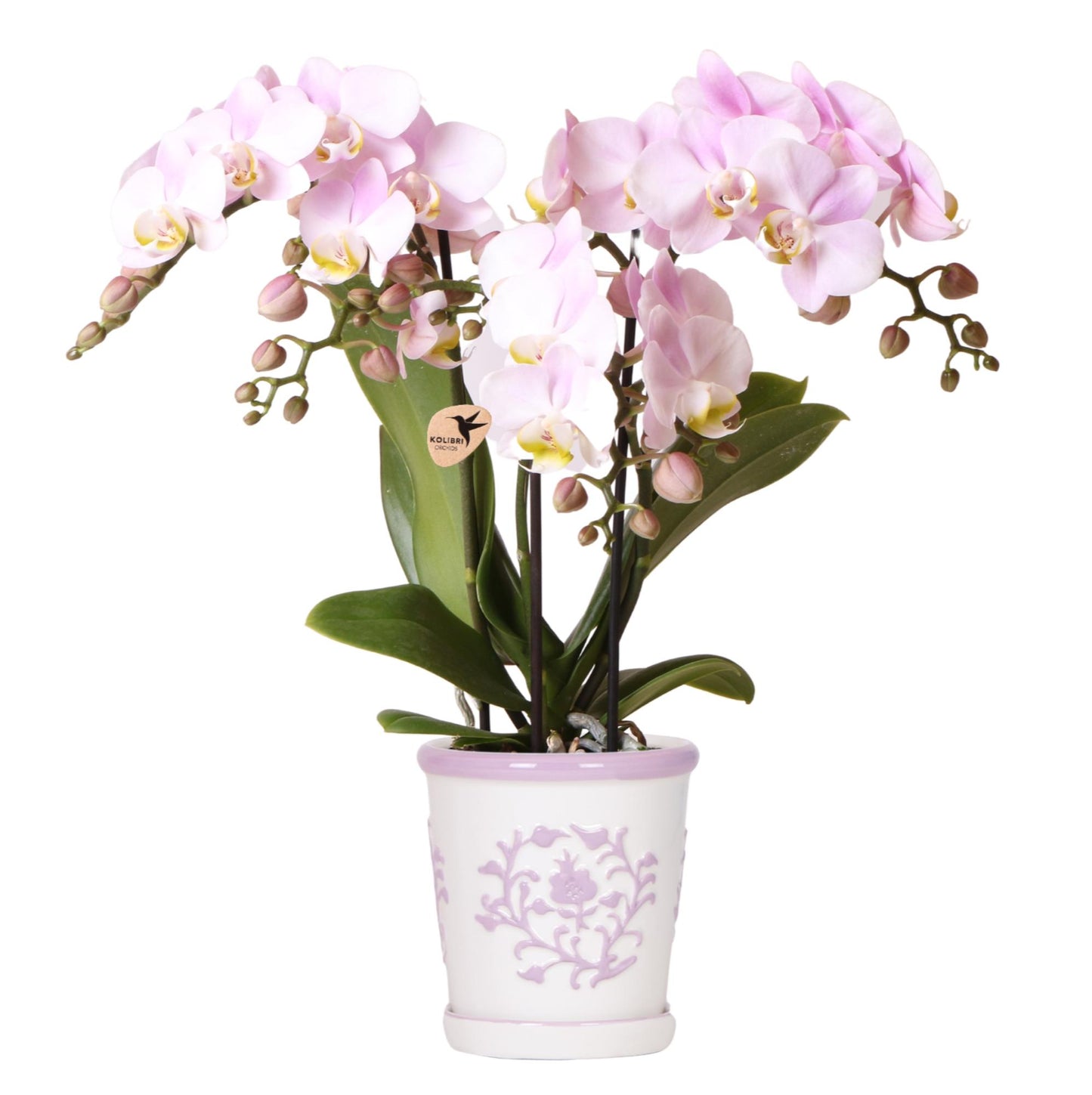 Kolibri Orchids | pink orchid Portugal + Malaga decorative pot pink - pot size Ø9cm | flowering houseplant - fresh from the grower