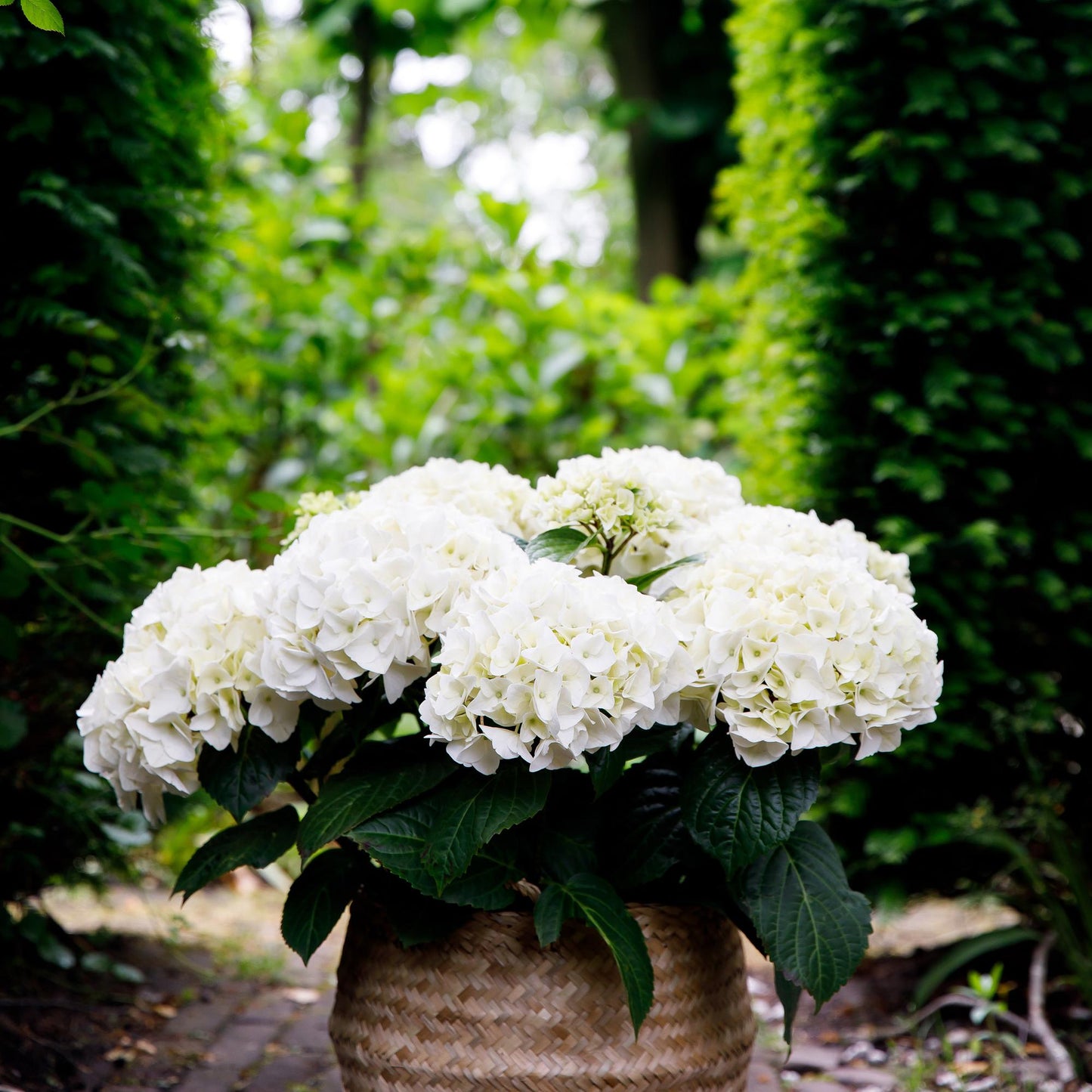 Green boutiQ - Terrace plant - Hydrangea - Hydrangea Forever &amp; Ever - White - 7-12 Flowers - Pot 23cm Height 55cm