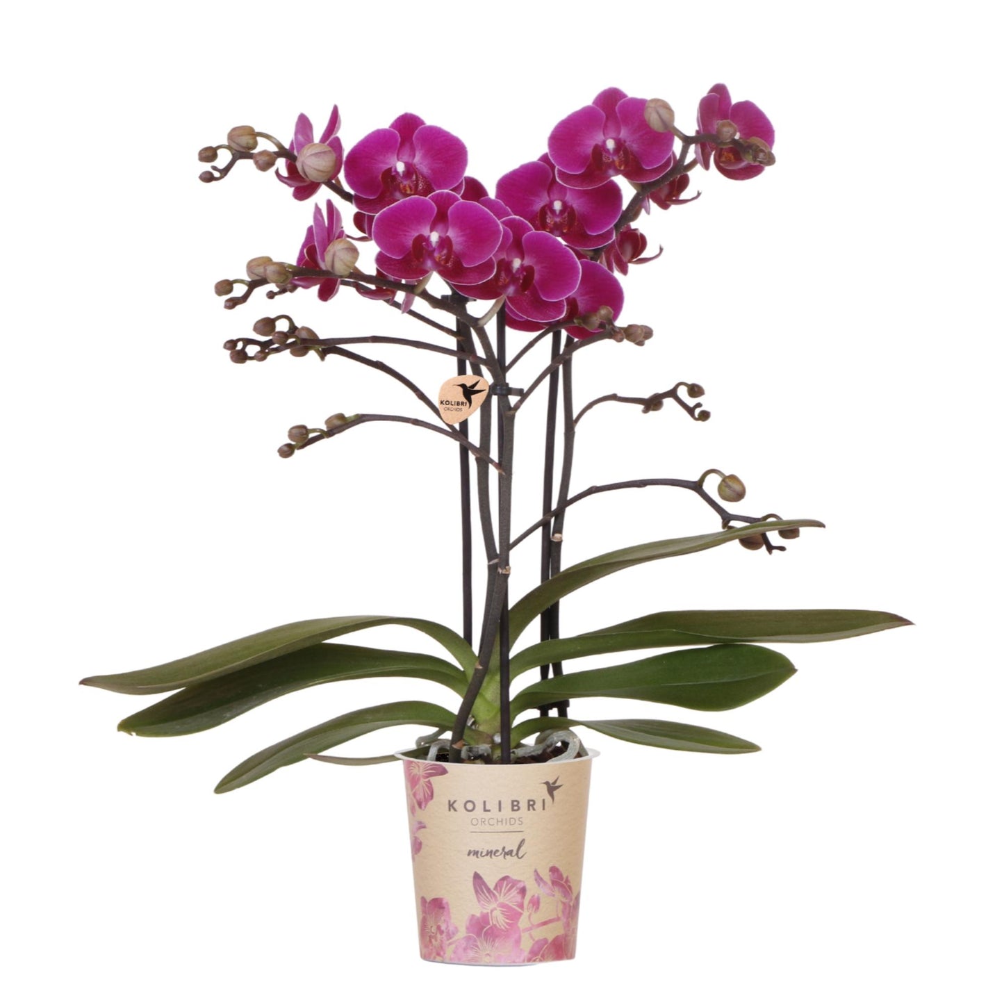 Kolibri Orchids | Purple phalaenopsis orchid pot size Ø9cm | Morelia | flowering houseplant - fresh from the grower