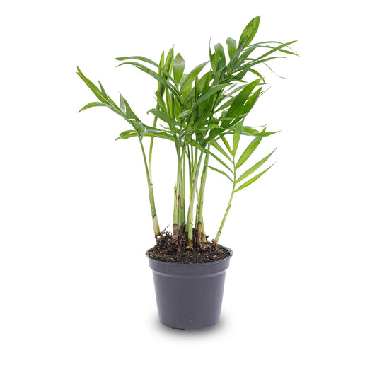 Parlor Palm - Chamaedorea elegans 'baby' - Terrarium plant - pot size 6