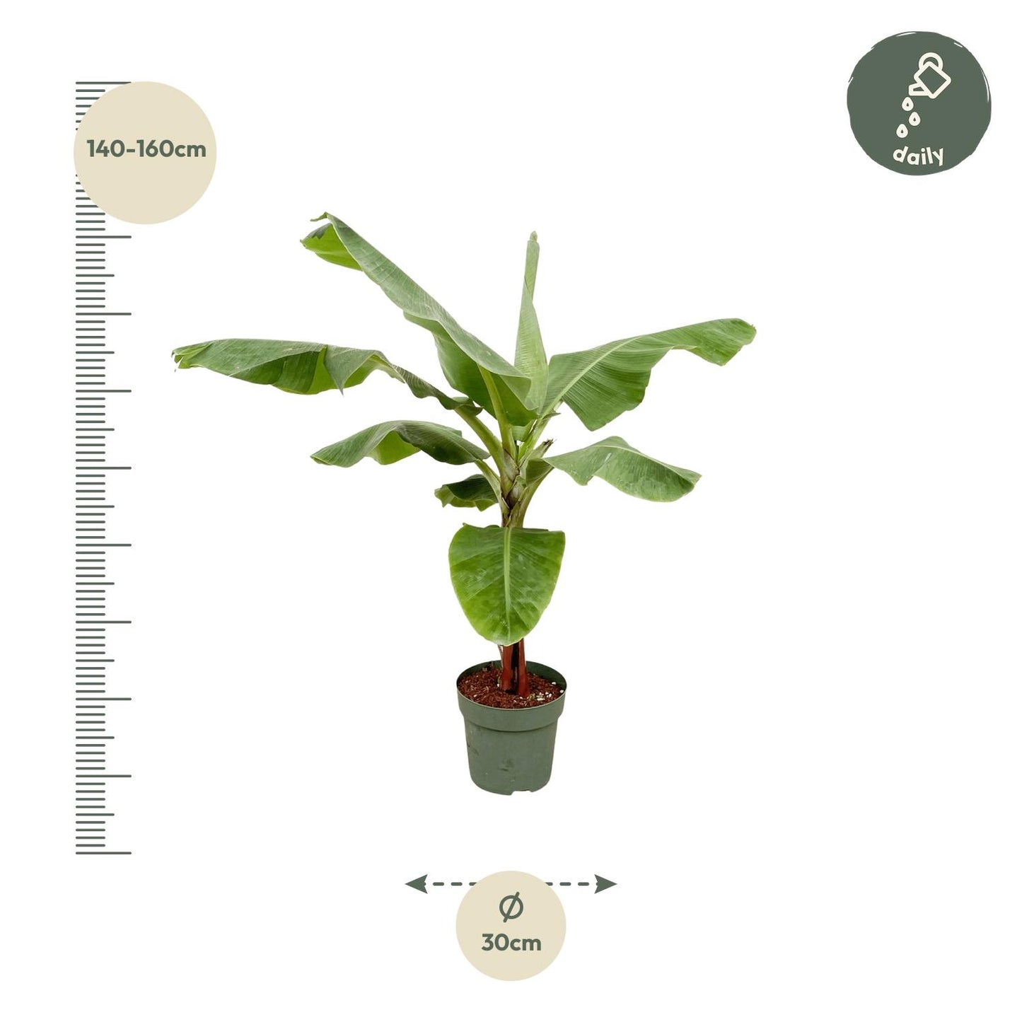 Bananenpflanze (Musa) - 160 cm - Ø30