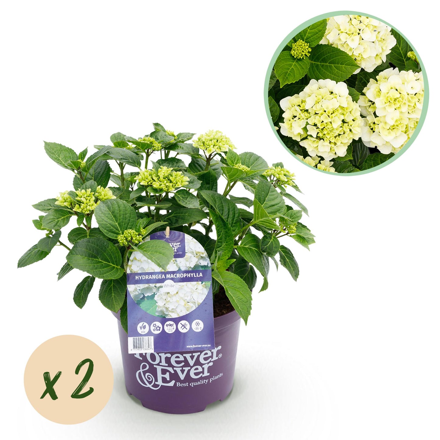 Green boutiQ - Terrace plant - Hydrangea - Hydrangea Forever &amp; Ever - White - 7-12 Flowers - 2 Plants - Pot 23cm Height 55cm