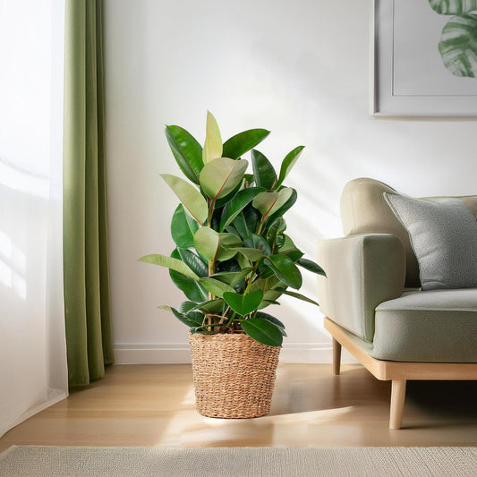 Ficus Elastica Robusta XL with basket Torun - 90cm - Ø27