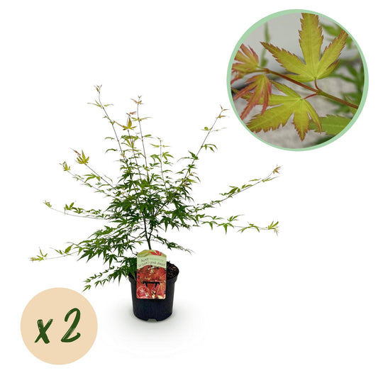 Green boutiQ - Terrace plant - Japanese Maple - Acer palmatum Pink Dwarf - Pink - 2 Plants - Deciduous - Pot 19cm Height 70cm